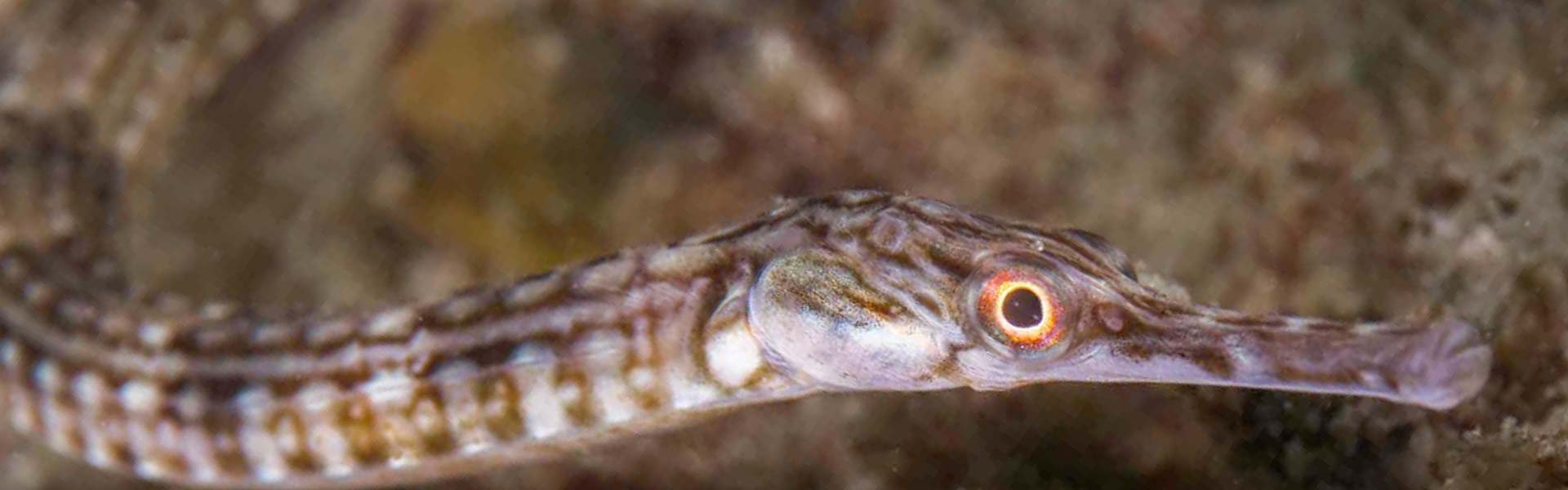 The Alligator Pipefish